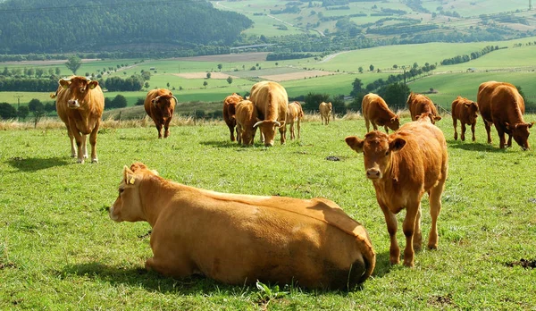 Criação Animal Bovino Eifel — Fotografia de Stock