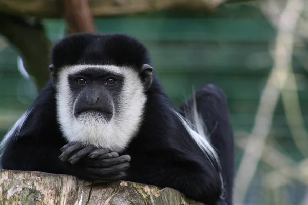 Monkey Ape Primate Animal — Stock Photo, Image