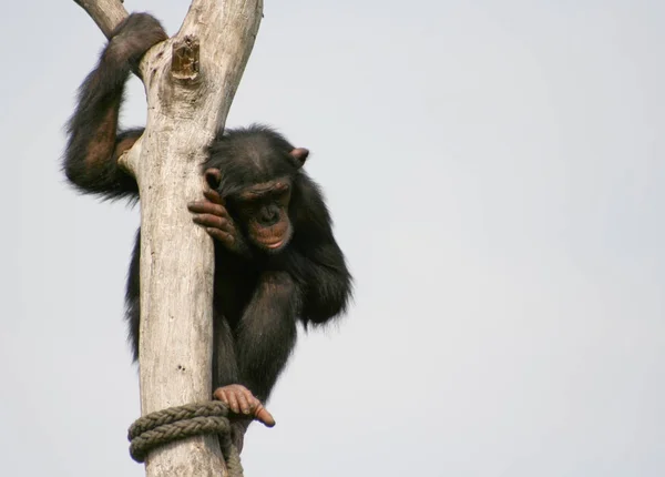 Primates Mono Animales Vida Silvestre — Foto de Stock