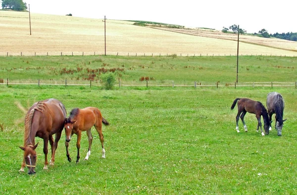 屋外で放牧馬の群れ — ストック写真