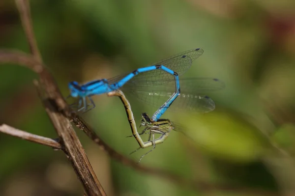 自然界的昆虫 蜻蜓Odonata苍蝇 — 图库照片