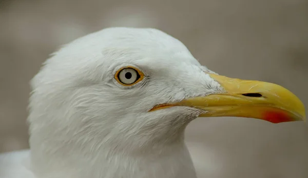 Bra Observation Allt Och Sedan Knäppa — Stockfoto