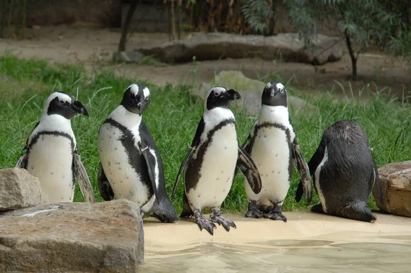 Niedliche Pinguine Der Wilden Natur — Stockfoto