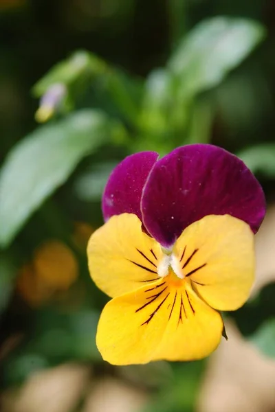 美しいパンジーの花 庭の花の植物 — ストック写真