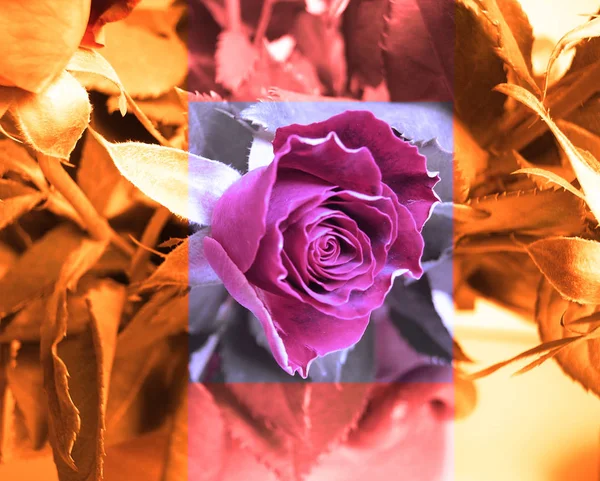 Kolorowe Tło Dla Kartki Walentynkowej — Zdjęcie stockowe