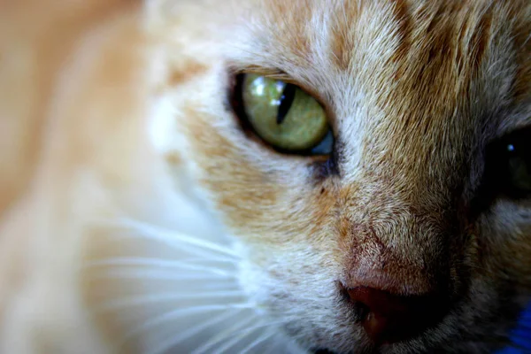 Portrait Cute Cat — Stock Photo, Image