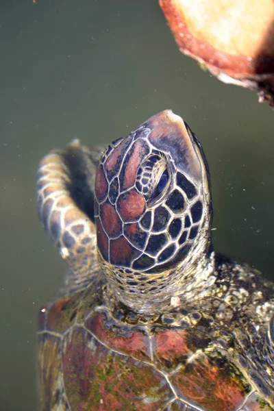 tropical turtle animal, reptile