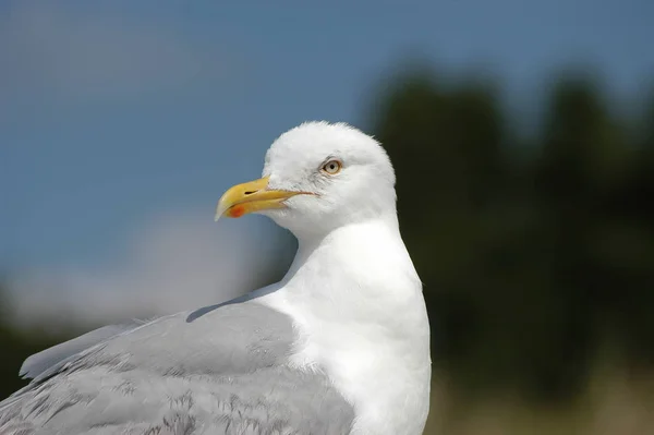 Vacker Utsikt Över Vacker Söt Mås Fågel — Stockfoto