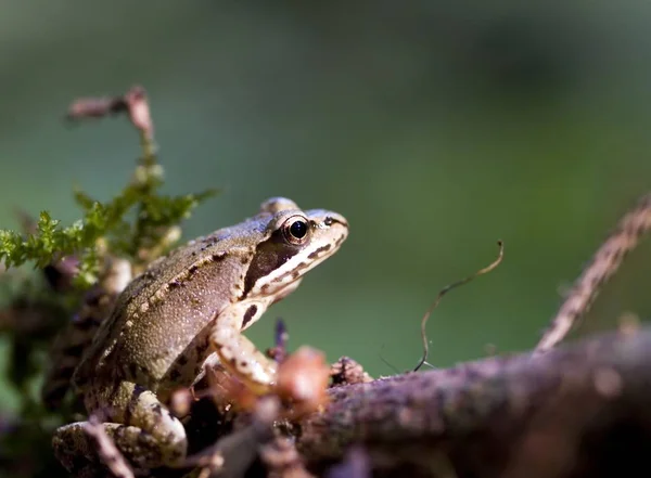 Profond Profond Dans Forêt — Photo