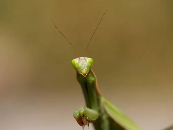 Orando Mantis Inseto Bug — Fotografia de Stock