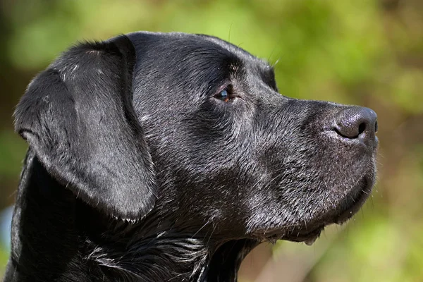 Mein Hund U200B U200B Nach Einem Schlechten Sommer — Stockfoto