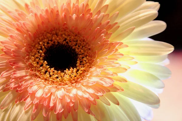 Όμορφο Λουλούδι Gerbera Πέταλα Χλωρίδας — Φωτογραφία Αρχείου