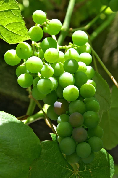 Weinreben Trauben Die Auf Bäumen Wachsen Obstbaumflora — Stockfoto