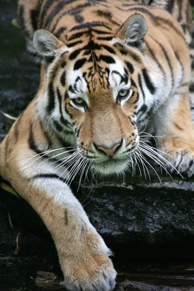 Siberische Tijger Gestreept Dier — Stockfoto