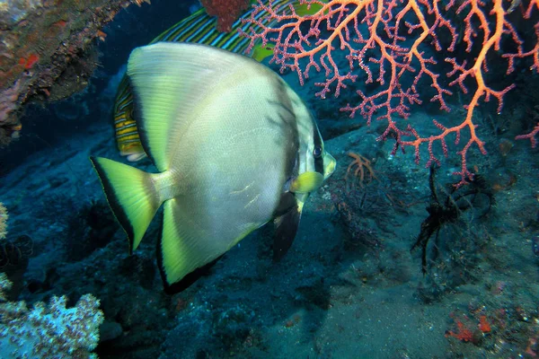 Naufragio Libertad Bali Metros Profundidad — Foto de Stock