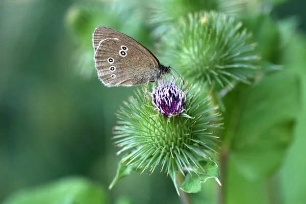 나비는 감미료로 도알려져 있습니다 — 스톡 사진