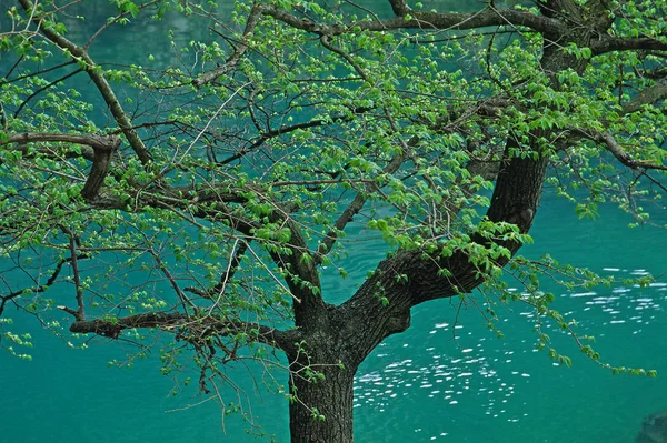Fontaine Vaucluse Baum Der Quelle Der Sorgue — Stockfoto
