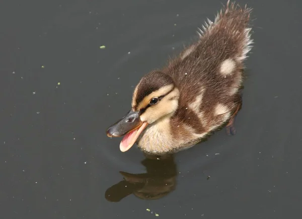 Vacker Utsikt Över Vacker Fågel Naturen — Stockfoto