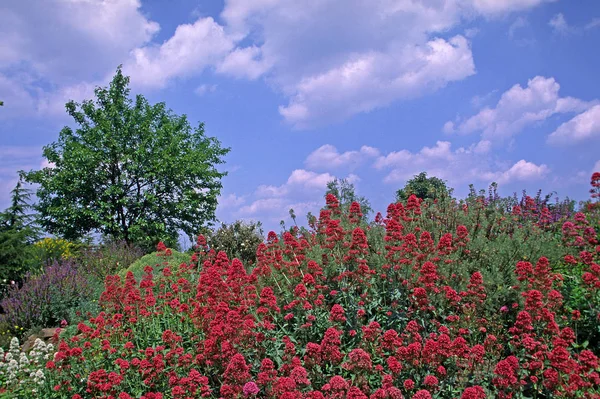 Červený Centranthus Svahu — Stock fotografie