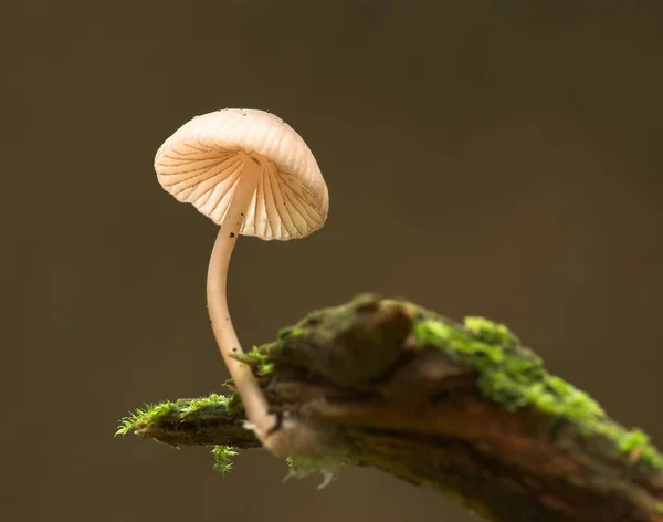Mushroom Fungi Forest Plant Botany Flora — Stock Photo, Image