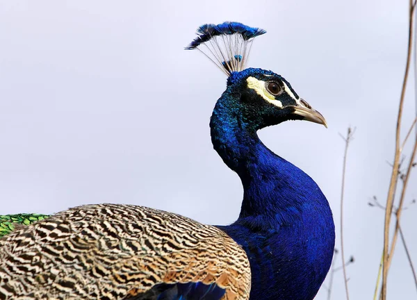 Pássaro Pavão Penas Coloridas — Fotografia de Stock