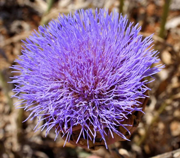 アーティチョークの花植物の葉 — ストック写真