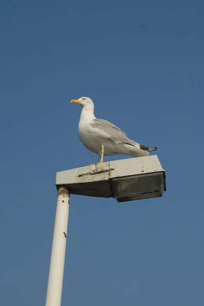 Vista Panorámica Hermoso Pájaro Lindo Gaviota — Foto de Stock