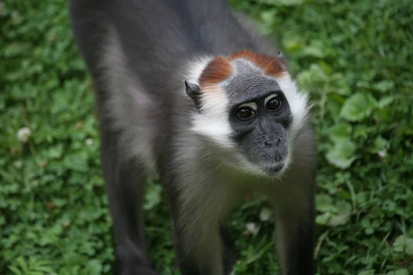 Macaco Animal Mamífero Primata — Fotografia de Stock