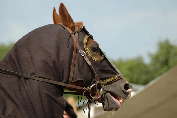 Das Pferd Hatte Beim Burgfest Viel Tun — Stockfoto