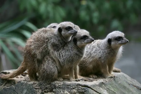 Meerkat Animal Criatura Suricatta — Fotografia de Stock