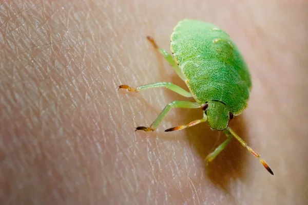 緑の盾の虫パロメナ — ストック写真