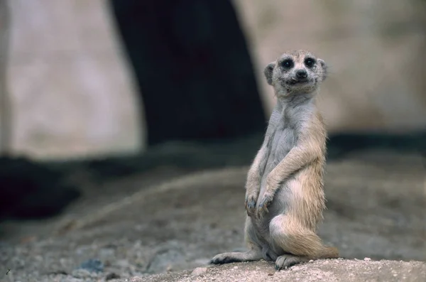 Meerkatは自然界に生息する動物を — ストック写真