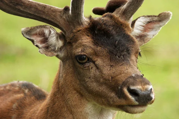 Natuur Wild Van Herten Dier Fauna — Stockfoto