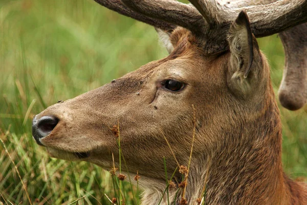 Naturaleza Vida Silvestre Los Ciervos Animales Fauna —  Fotos de Stock