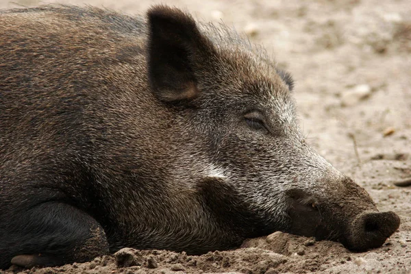 自然界中的棕色野猪 — 图库照片