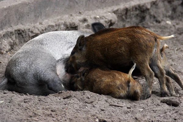 Braune Wildschweine Ihrem Naturgebiet — Stockfoto