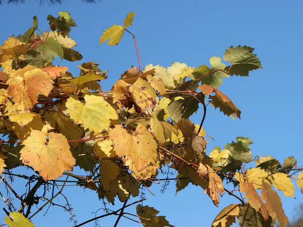 Осенние Виноградные Листья Синим Небом — стоковое фото