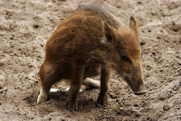 Jag Måste Kissa — Stockfoto