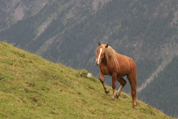 Jeszcze Jeden Alp Tutaj Widać Konie Nie Tak Łatwo Wspiąć — Zdjęcie stockowe