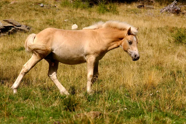 Comme Début Élevage Ciblé Haflingers Est Fils Étalon Arabe 133 — Photo