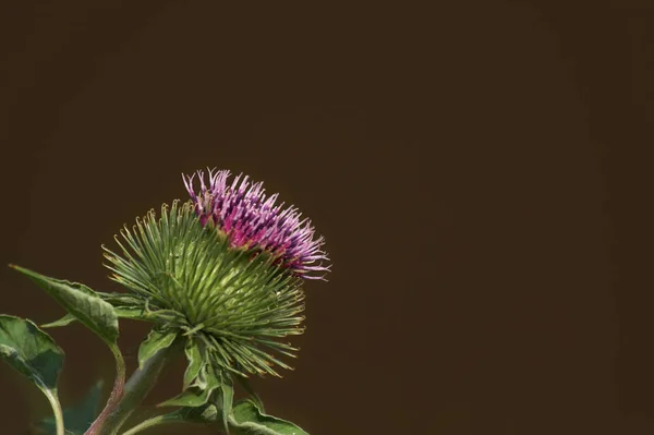 Квітка Дикого Поля Флора Природа — стокове фото