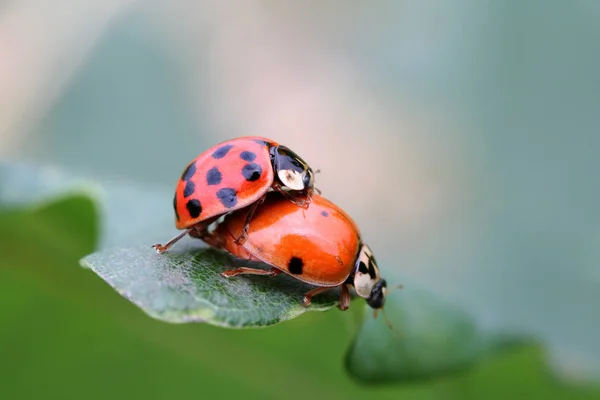 Alleen Liefde Dan Afgrond — Stockfoto