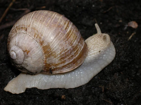 Puta Escorregadia Caracol Rastreador — Fotografia de Stock