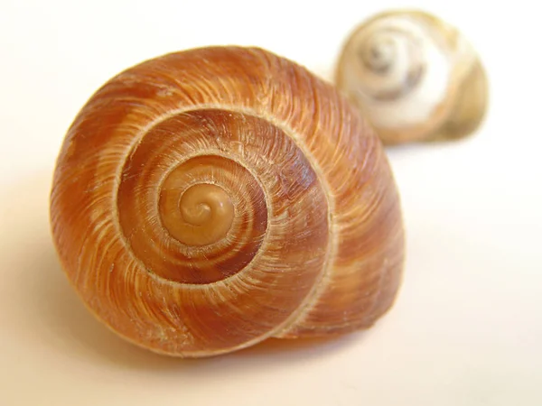 Elica Mollusco Chiocciola Animale Guscio — Foto Stock