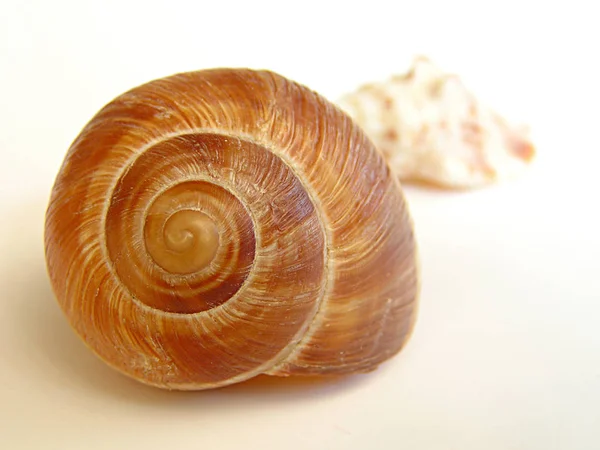 Guscio Lumaca Gusci Mollusco — Foto Stock