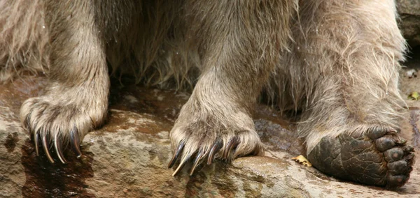 Faunę Niedźwiedzie Brunatne Dzikie Zwierzęta — Zdjęcie stockowe