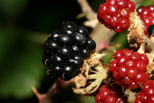 Berries Close Shot Conceito Alimentar Saudável — Fotografia de Stock