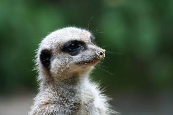 Meerkatは自然界に生息する動物を — ストック写真