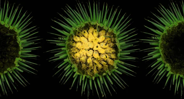 Bakterie Komórki Szczepienia Wirusa — Zdjęcie stockowe