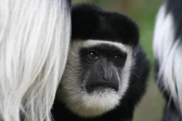 Pequeno Macaco Natureza Fundo — Fotografia de Stock